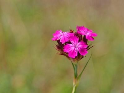 Прикрепленное изображение: IMGP6604.jpg